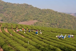 Tee garden in Doi Mae Salong