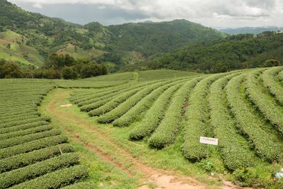 Tea-garden-doi-mae-salong.jpg