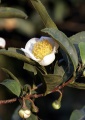 Camellia sinensis.jpg