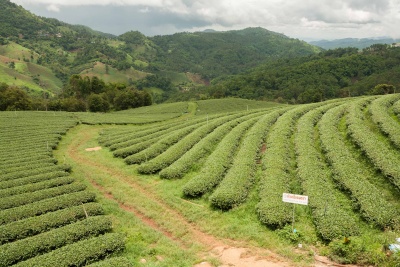 Teegarten in Doi Mae Salong