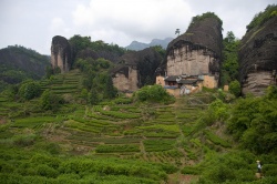 Teegarten auf dem Berg Wuyi