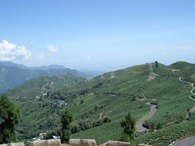 Darjeeling Tea Garden.JPG