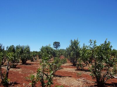Mate Plantage in Misiones, Argentinien