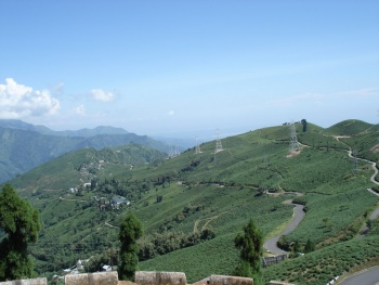 Teegarten in Darjeeling