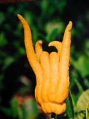 Zitrusfrucht "Buddhas Hand"
