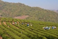 Doi-mae-salong-tea-garden.jpg