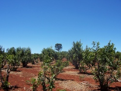 Yerba mate plantation in Misiones, Argentina