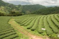 Tea-garden-doi-mae-salong.jpg