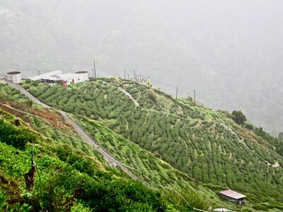 Tea garden in Doi Mae Salong